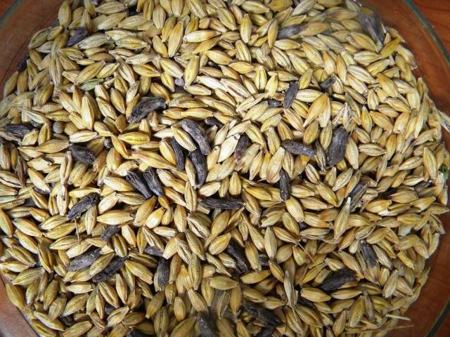 黑麦和类似黑麦的植物会携带麦角(ergot,麦角菌侵染禾本科植物的子房