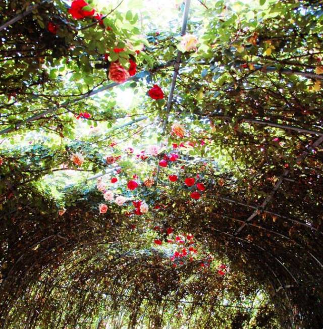 谷雨前后 花木就会嗖嗖的涨(图1) 谷雨前后 花木就会嗖嗖的涨(图1)