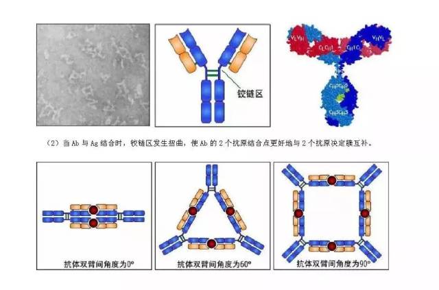 干货|抗体结构解析(抗体人必看贴)