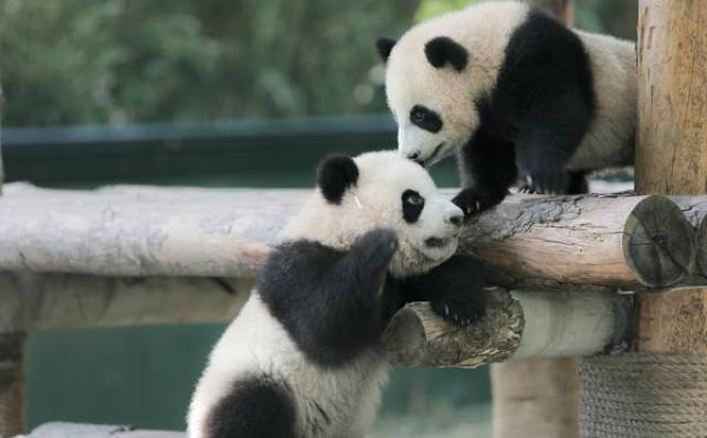 雪宝和芊金,上海野生动物园半年前新增的2只大熊猫有名字啦
