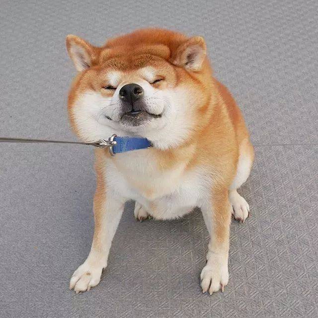 日本一柴犬因笑容治愈走红网络!网友:承包了我2018年的头像!