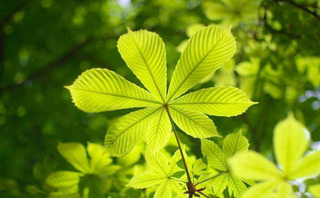 首先绿色是植物的颜色,它可以代表生命以及生命的状态,嫩绿色代表新