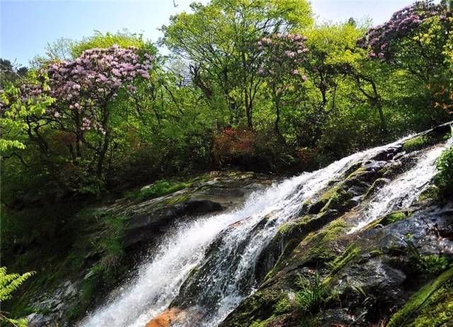 这个季节马鬃岭花开漫山遍野