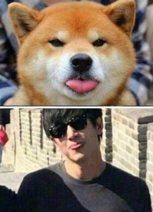 疯狂的撞脸啊!这个吐舌头的柴犬可真皮!绝对不是人造革的!