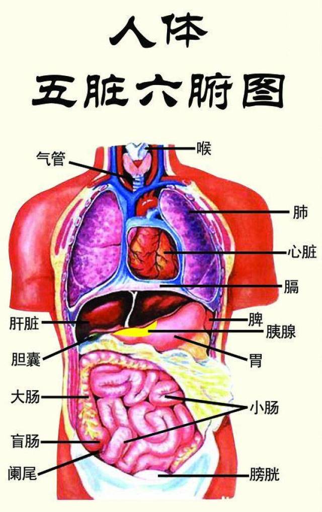 从一个民间验方,讲述肺主水的人体机理