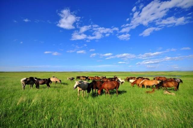 呼伦贝尔草原正是牧草茂盛的时候,可以饱览草原风景,尽情纵马奔驰