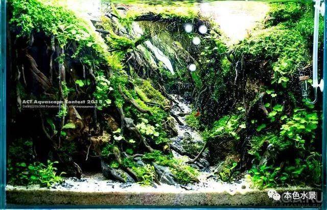 水景欣赏|2018act泰国水草造景大赛作品,鱼缸造景学习