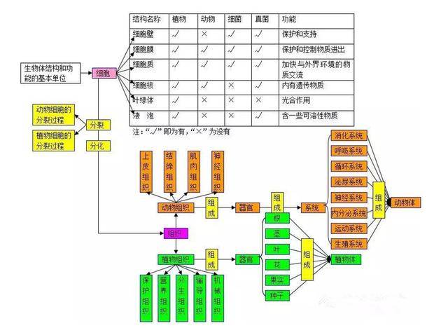 初中生:超全的生物概念图,强烈推荐必看!