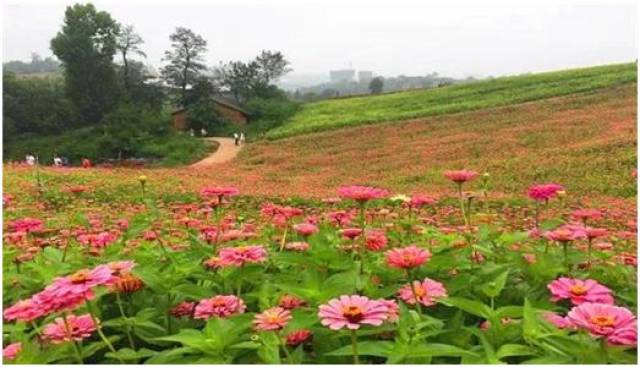 春光无限,漫山遍野鲜花盛开