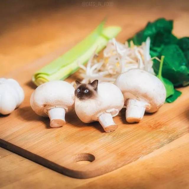 我以后再也不能正常的吃这些食物了,满脑子猫头!