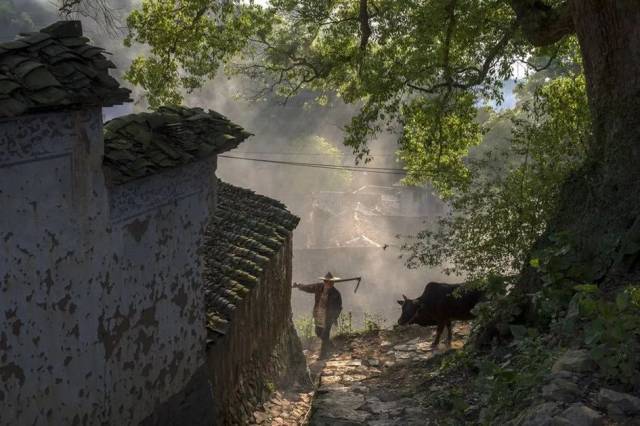 松阳箬寮杜鹃】 自在丽水松阳,遗世秘境三都,古村轻徒步 探秘箬寮