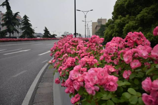 月季赏花地图奉上!