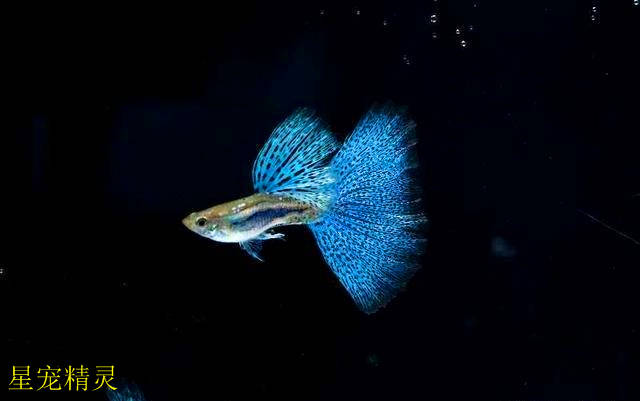 孔雀鱼繁殖100+只,你的小孔雀鱼能成活多少