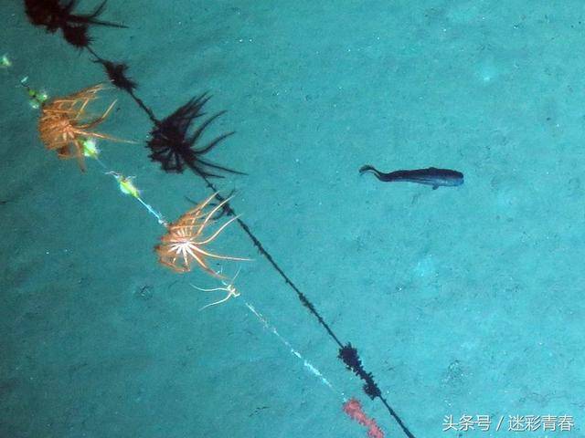 400米左右的海底照片,看到了丰富的深海生物,斑状菌席和疑似冷泉碳酸