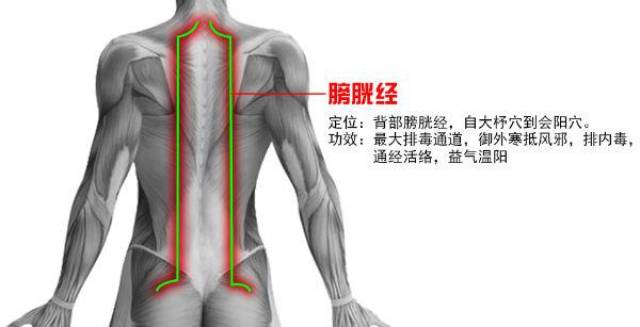 砭灸刮痧膀胱经