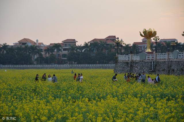 东莞桥头,每年春节期间的油菜花田吸引游客前往观赏.