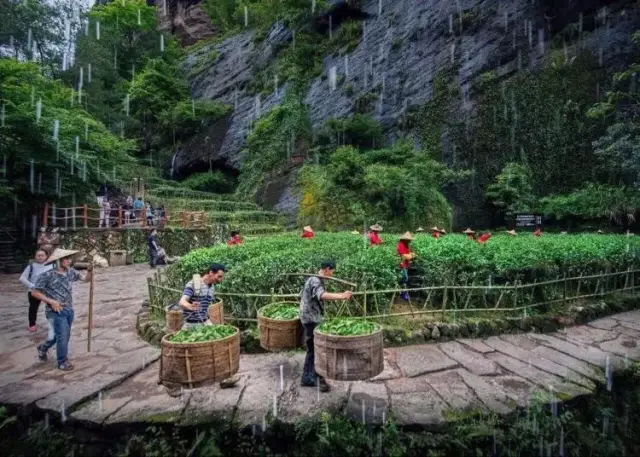 武夷山采茶攻略武夷茶文化茶旅攻略