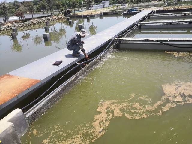 池塘建起