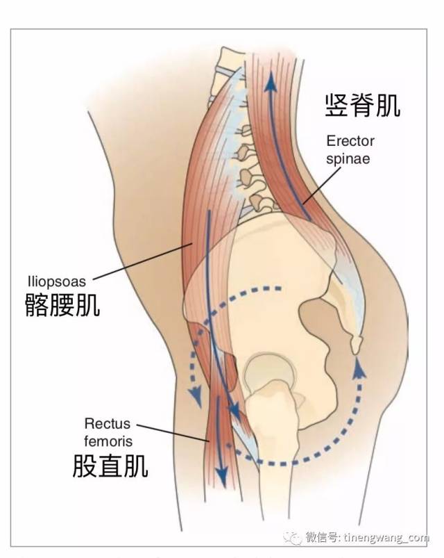 骨盆前倾力偶包括:屈髋肌(髂腰肌,股直肌)和竖脊肌.