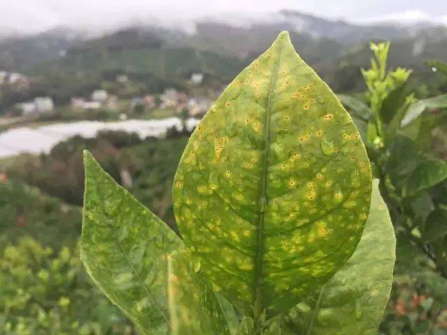 有可能因复合肥或者尿素中含有的缩二脲中毒,烧根,烧苗,造成肥害