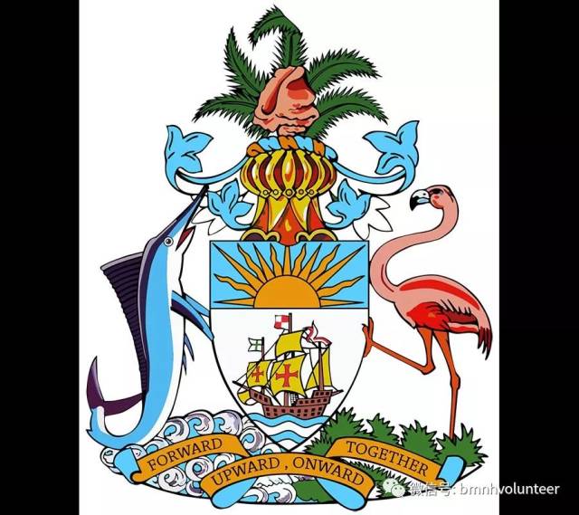 居民",因此加勒比海上的岛国巴哈马便将美洲火烈鸟作为了自己的国鸟