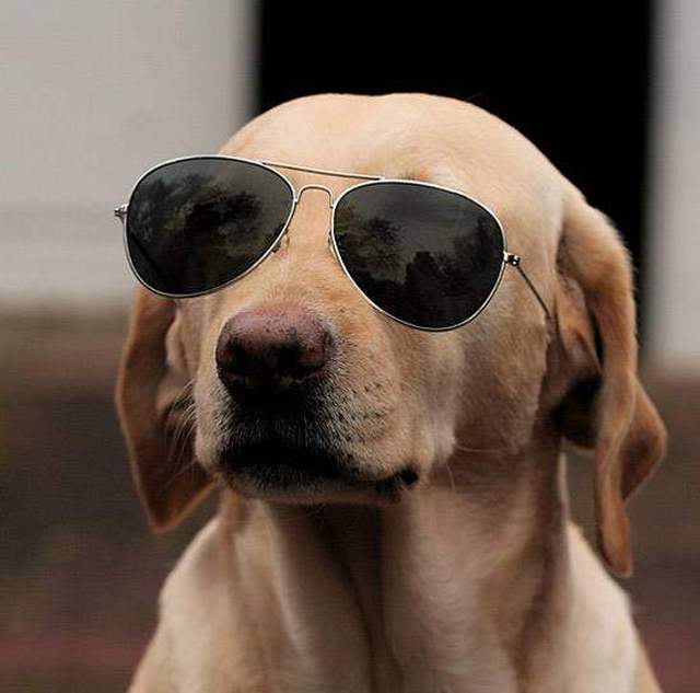 搞笑萌宠趣图,童话里都是骗人的,谁说羊都是吃素的