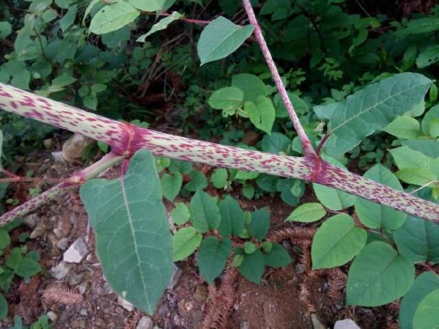 这种植物酷似竹子,被称为"虎杖",可泡酒治风湿