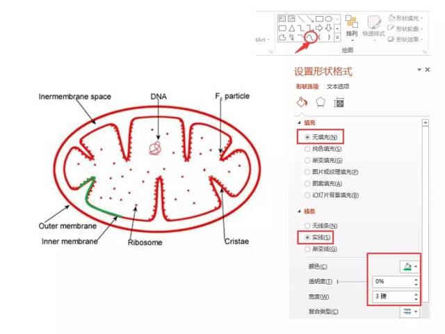 1,描线稿 首先,我们百度找一张线粒体的简笔画图片,复制粘贴到空白