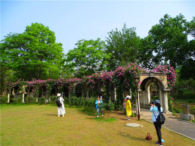 武汉市和平公园月季节在鲜花盛开中开幕