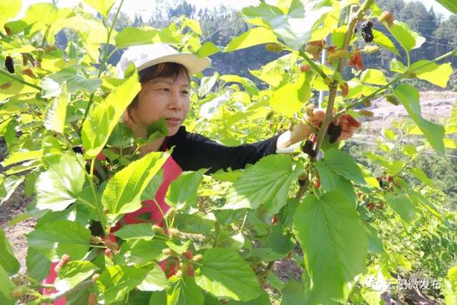 目前,果桑面积达到了50亩,现在正值桑葚采摘季,很多市民慕名而来,享受