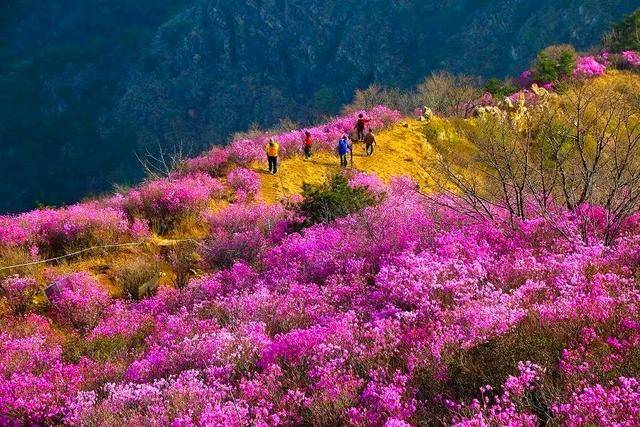 大黑山的杜鹃花云海太美美美了!