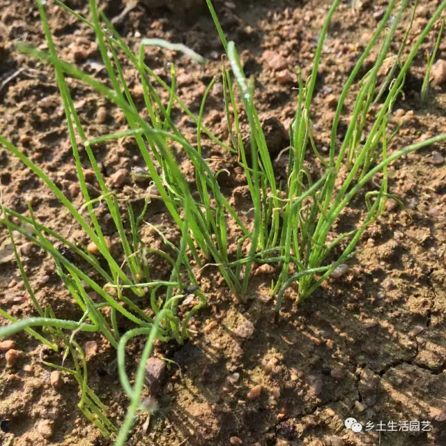 生活园艺 农村的菜园现在正是"热闹"的时候,因为各种蔬菜都已开始发芽