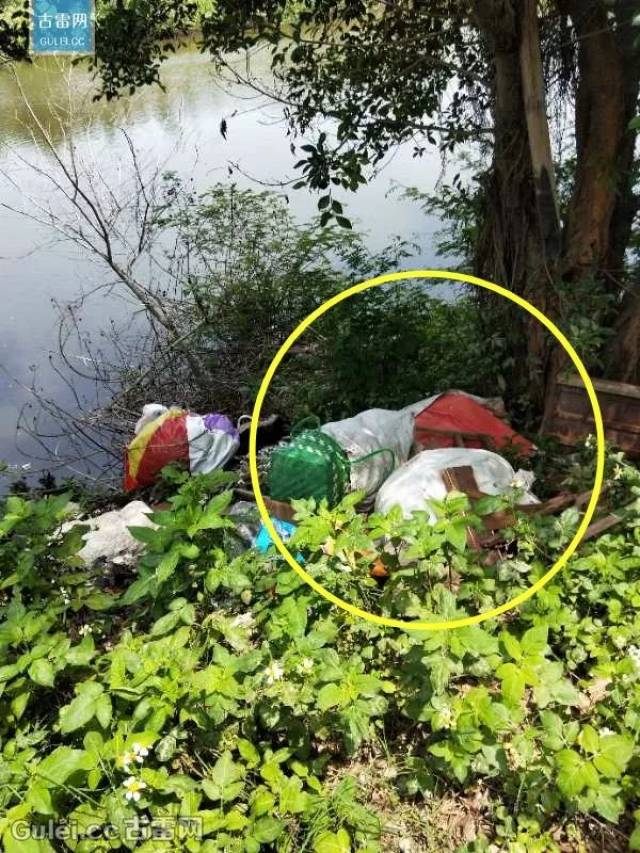 曝光| 杜浔镇这条溪流惊现腐烂"死猪尸体"!谁干的?
