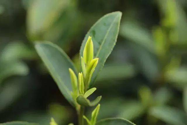 5万颗春芽才得一斤的明前龙井,每一口都是春天的味道