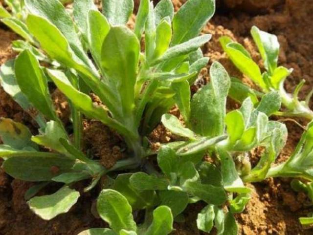 农村山里4种野菜,个个营养秒杀保健品,最后一种没几个人懂