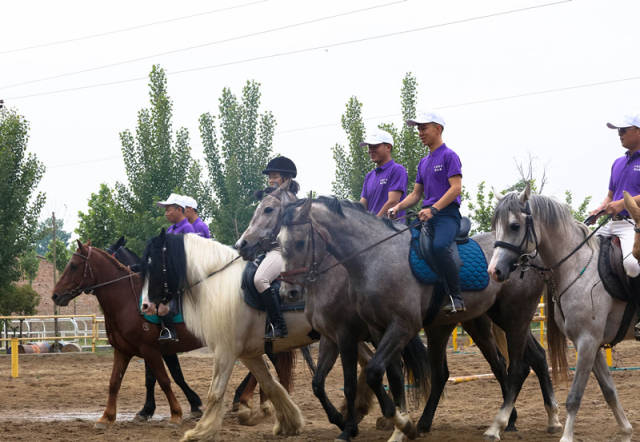 汗血宝马惊现西安北郊马场策马追风感受马术