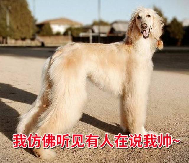大长腿就能更受宠么?我第一个不服!