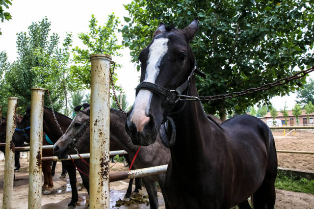 汗血宝马惊现西安北郊马场策马追风感受马术