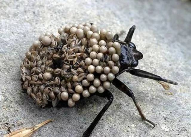 千奇百怪各种生物,真没见过,绝大多数来源海洋!