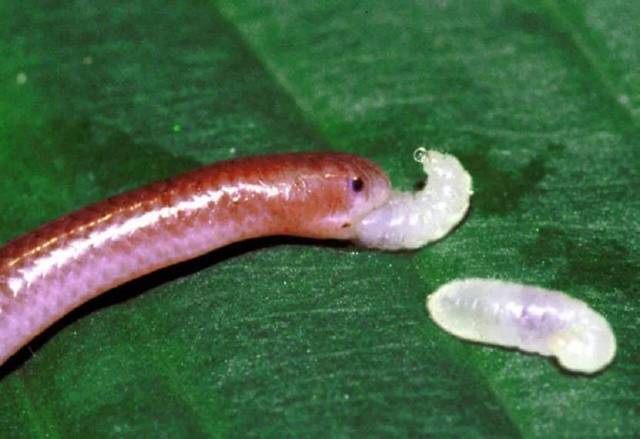 挖蚯蚓发现怪物!不仅有鳞片还有嘴巴!