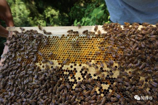 张家界知蜂谷之小蜜蜂的具体分工