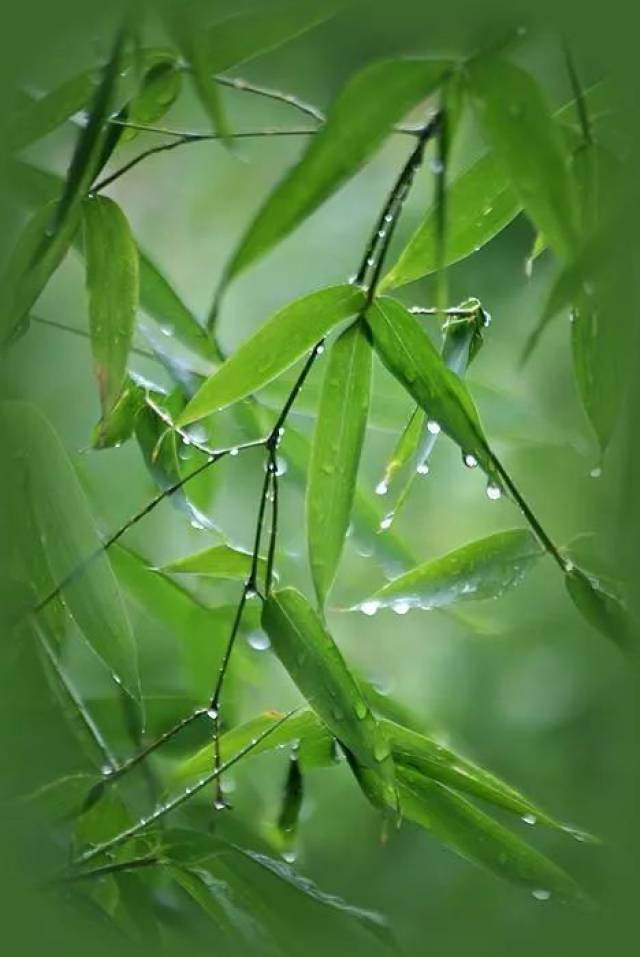 《竹林听雨》宁静,淡泊,悠远!