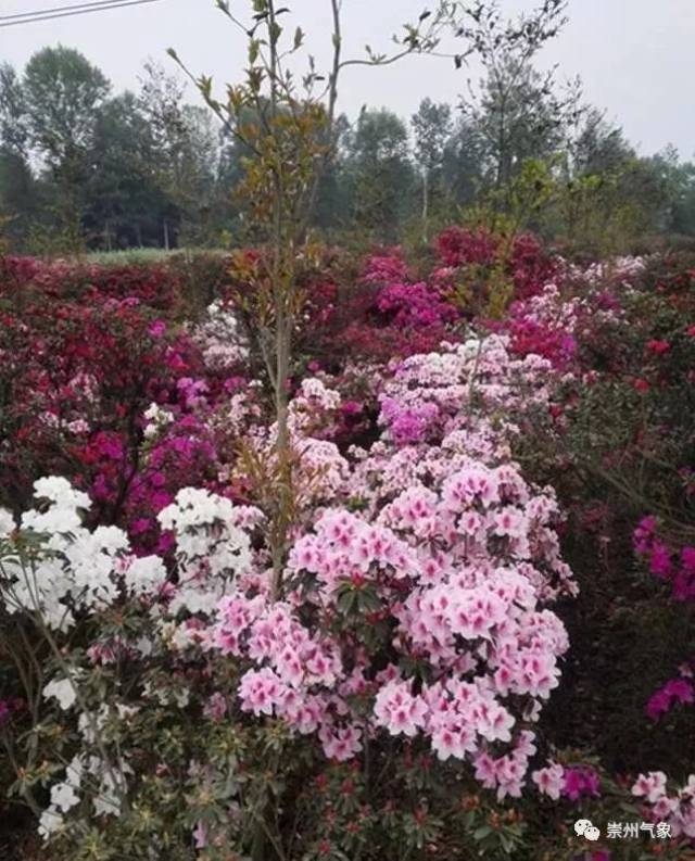 抓住小长假来街子赏杜鹃花咯