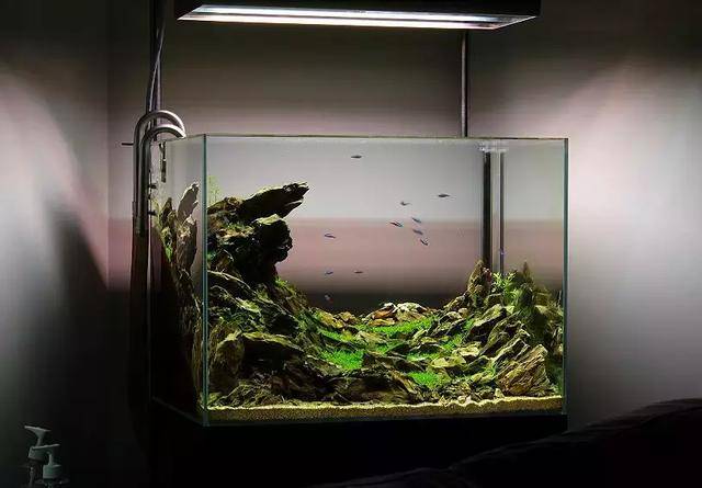 草缸造景:缸里翻起千层浪,定格美景,定格你