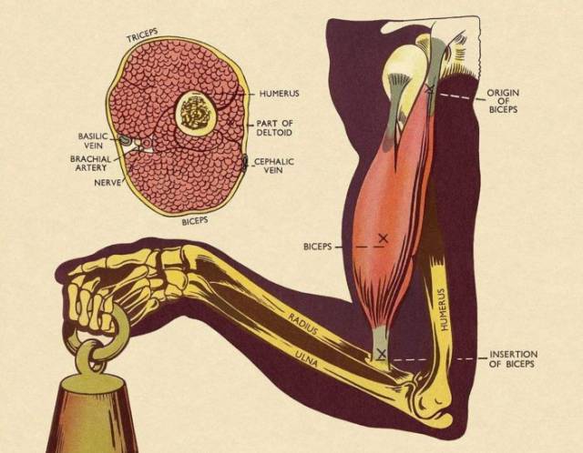 臂围还不够大?2个小技巧,增强手臂肌肉,臂围瞬间暴涨一寸