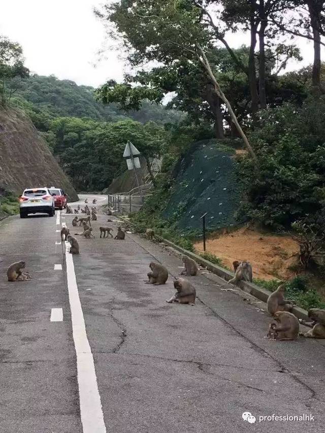 不一样的东方之珠—香港行山记之麦理浩径第二段