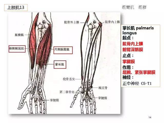 63张高清彩图!人体骨骼肌轻松背诵手册(完整版