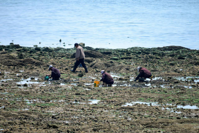 "五一 小长假到这里赶海吧 日照岚山海州湾天文大潮好赶海