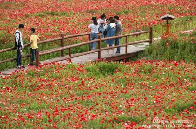 湖州石淙花海撒欢正当时!