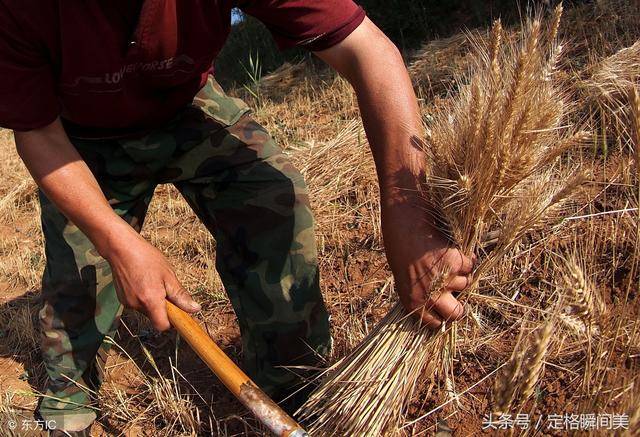 农民用这种传统工具掠收麦子 功效是镰刀割麦子的5倍